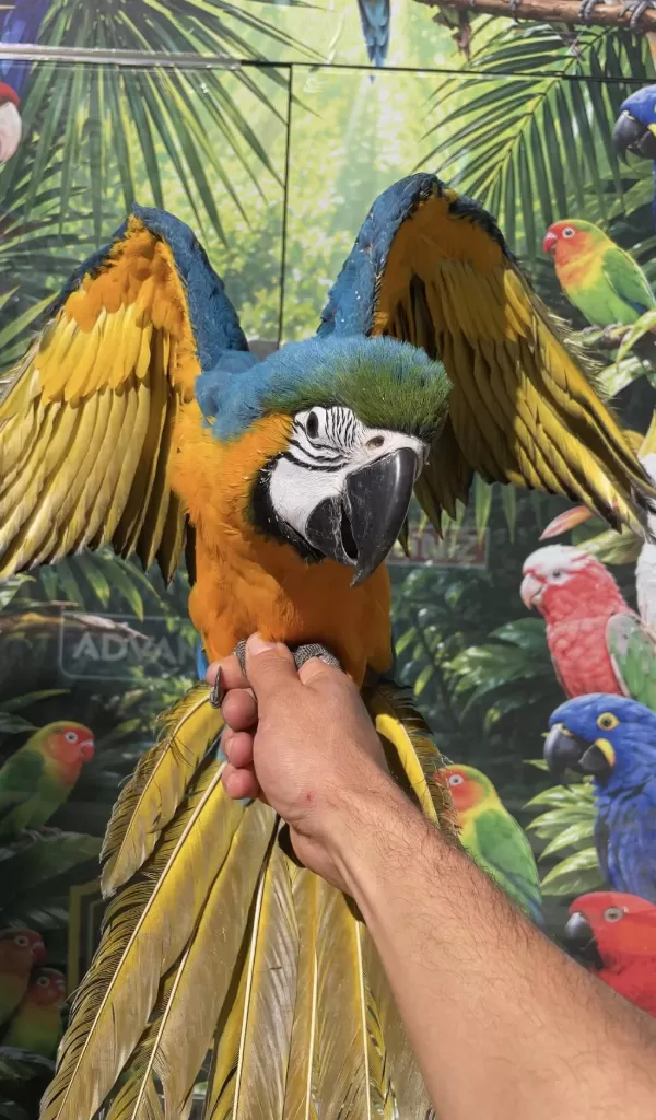 Sarı Lacivert Ara Macaw