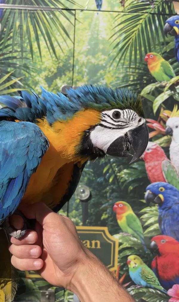 Sarı Lacivert Ara Macaw