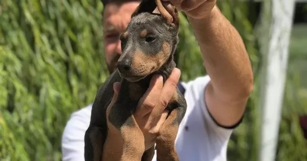 100 Safkan Doberman Yavrulari