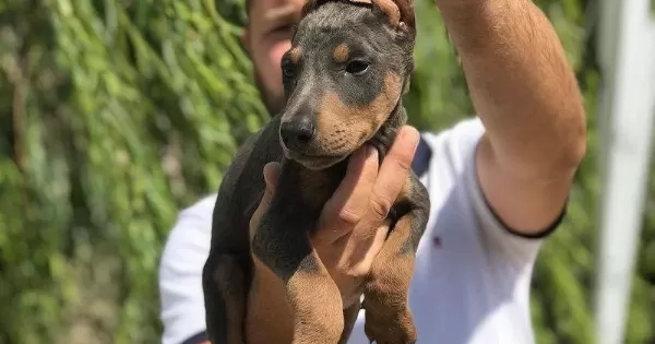 100 Safkan Doberman Yavrulari