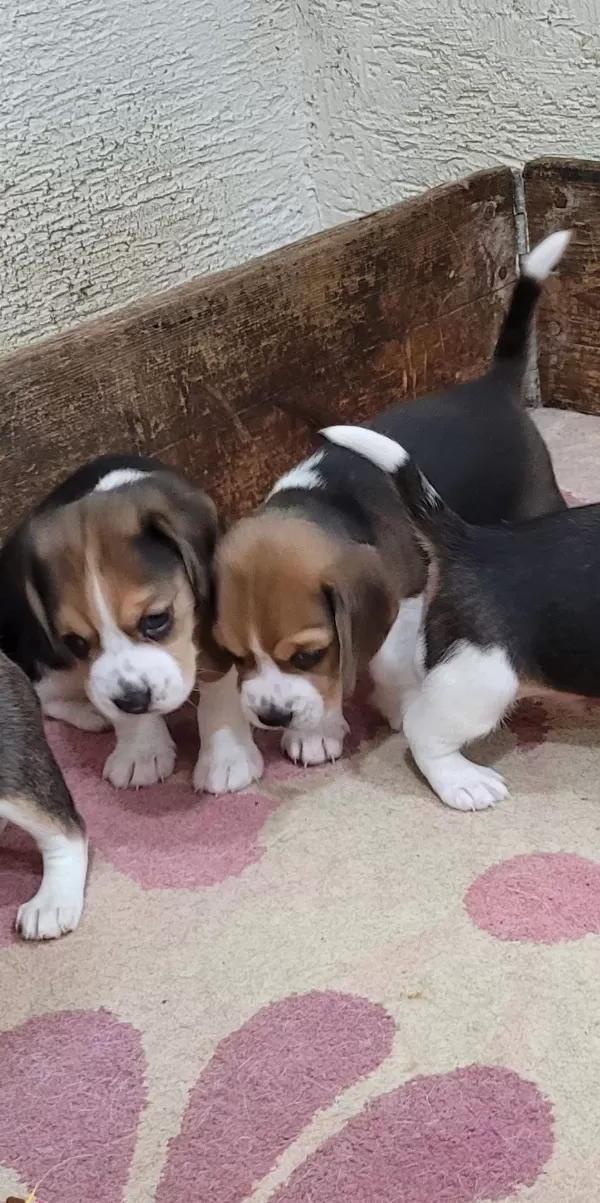 Safkan Irk Garantili Beagle Bebekler