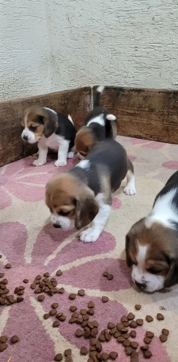 Safkan Irk Garantili Beagle Bebekler