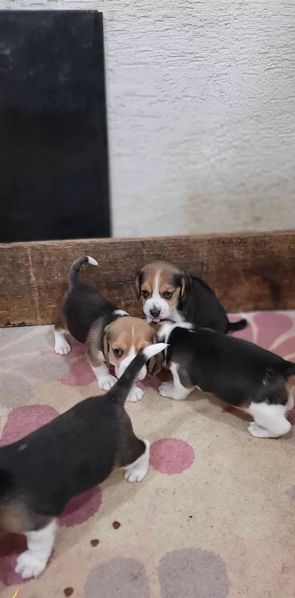 Safkan Irk Garantili Beagle Bebekler