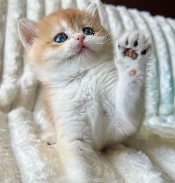 Bebeksi Golden British Shorthair