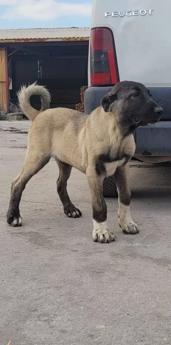 Safkan Irk Garantili Devasa Kangal Yavruları