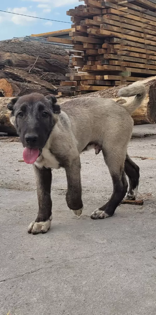 Safkan Irk Garantili Devasa Kangal Yavruları