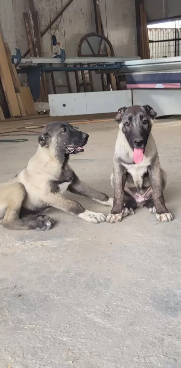 Safkan Irk Garantili Devasa Kangal Yavruları