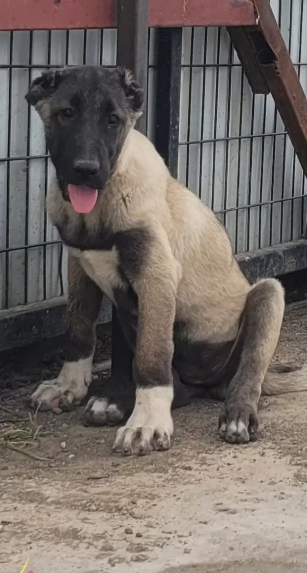 Safkan Irk Garantili Devasa Kangal Yavruları