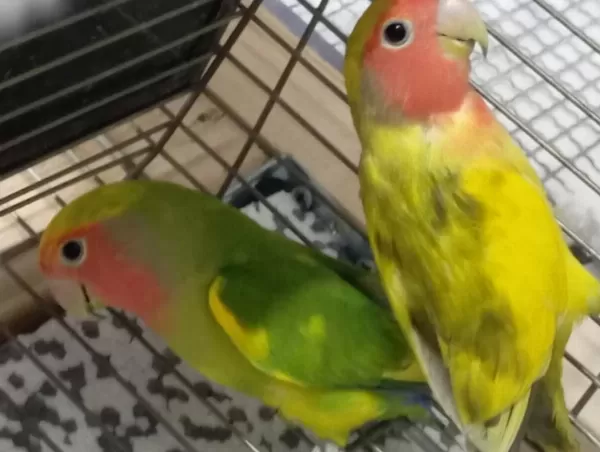 2 Takım Sevda Papağanı