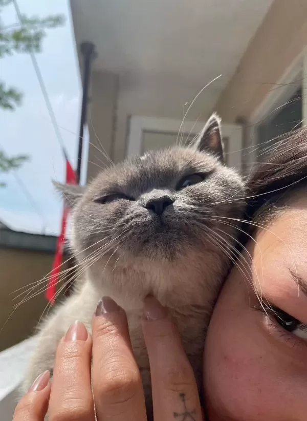Ücretsiz Sahiplendirme British Shorthair Kedimiz