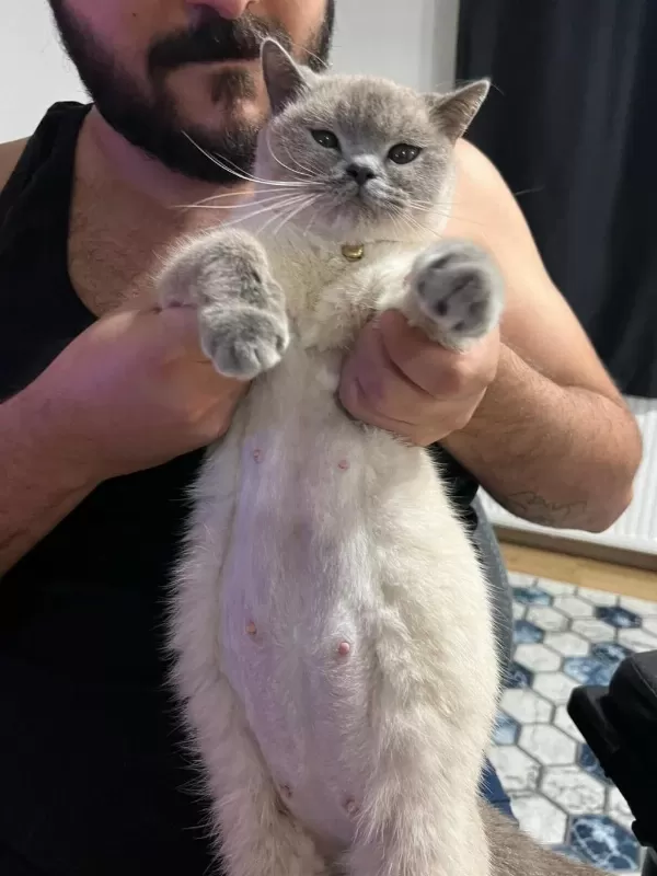 Ücretsiz Sahiplendirme British Shorthair Kedimiz
