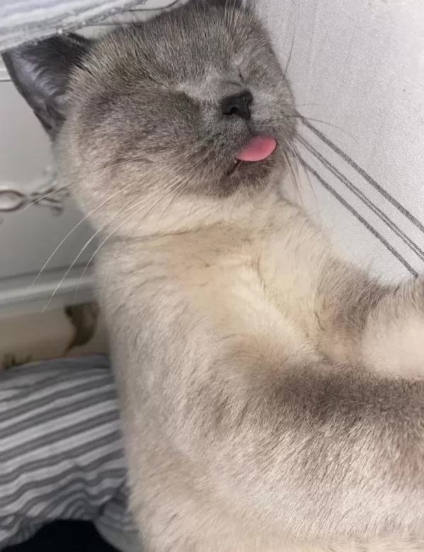 Ücretsiz Sahiplendirme British Shorthair Kedimiz