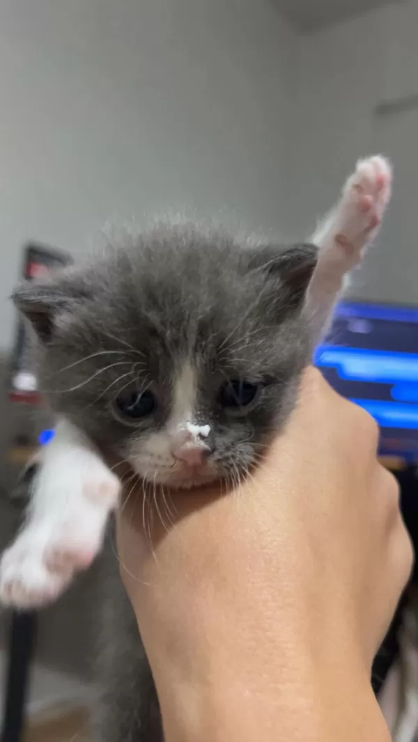 Ücretsiz Sahiplendirme British Shorthair Kedimiz