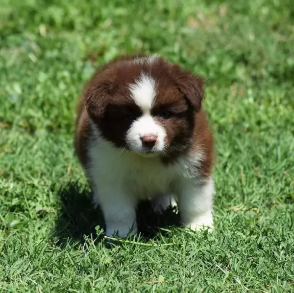 Border Collie Yavrulari
