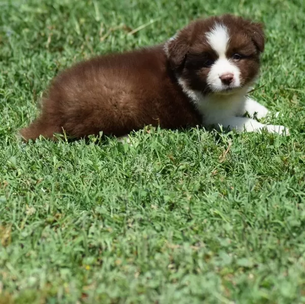 Border Collie Yavrulari