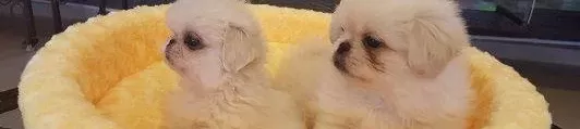 Irk Garanti̇li̇ Peki̇nez Yavrulari Puppy Pet Evi̇nde