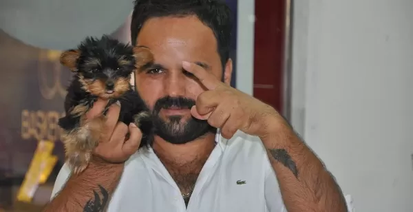 Bebek Yüz Yorki Yavrular Safkan Orjinal