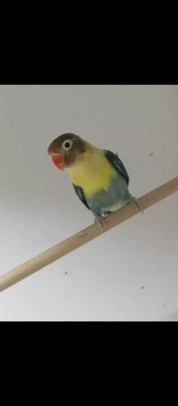 3 Adet Dışı Cennet Papağanı