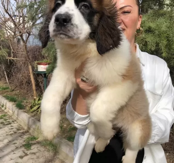 Muhteşem St Bernard Bethowen Yavrularımız