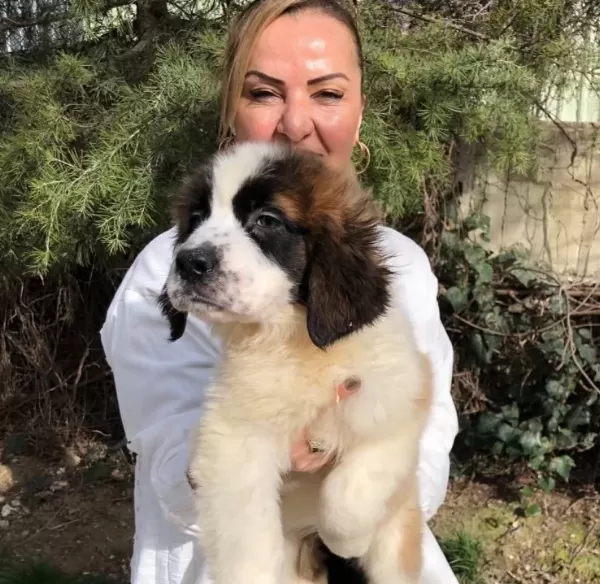 Muhteşem St Bernard Bethowen Yavrularımız