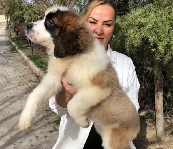 Muhteşem St Bernard Bethowen Yavrularımız
