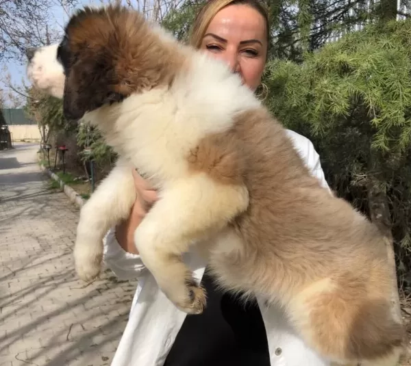 Muhteşem St Bernard Bethowen Yavrularımız