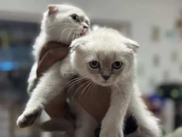 Ankaranın En Seçkin Scottish Fold Yavruları