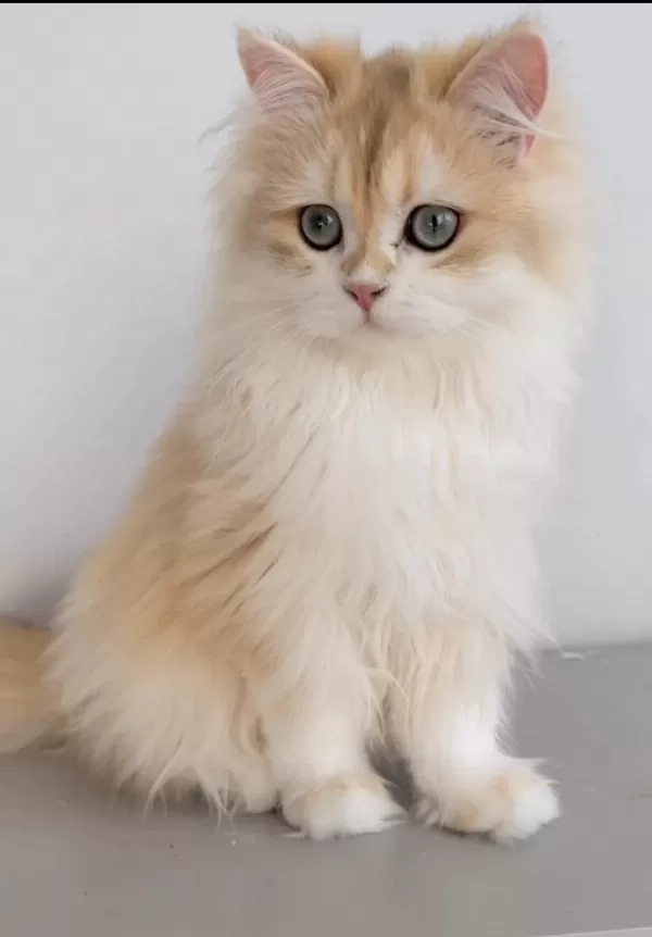 Blh 6 Aylık Erkek British Longhair