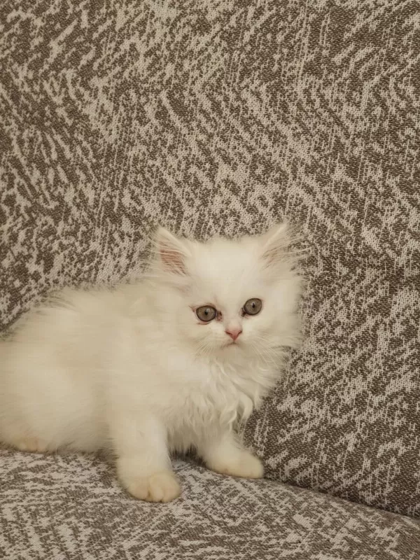 Yavru Kedilerimiz Yeni Yuvasini Ariyor