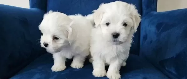 Maltese Bebeklerimiz