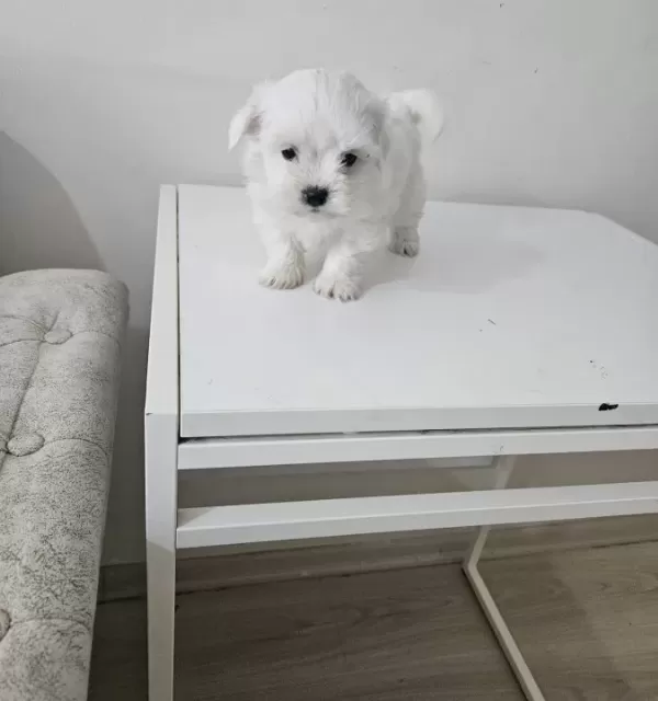 Maltese Bebeklerimiz