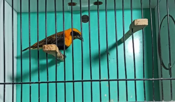 Kırmızı Piskopos Kuşumuz