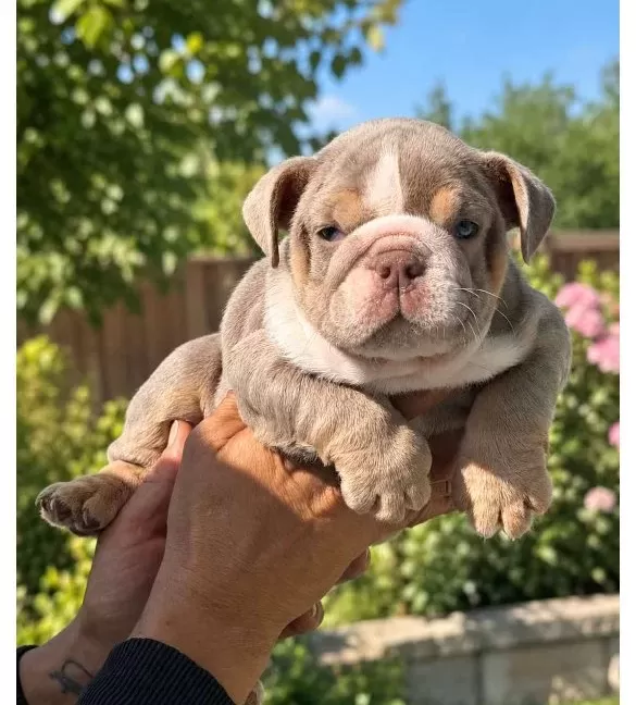 Si̇teni̇n En Renkli̇ İngi̇li̇z Buldog Yavrulari