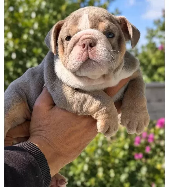 Si̇teni̇n En Renkli̇ İngi̇li̇z Buldog Yavrulari