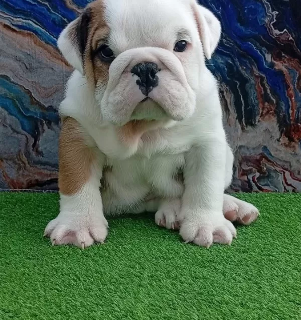 Tombi Ş Çocuklar