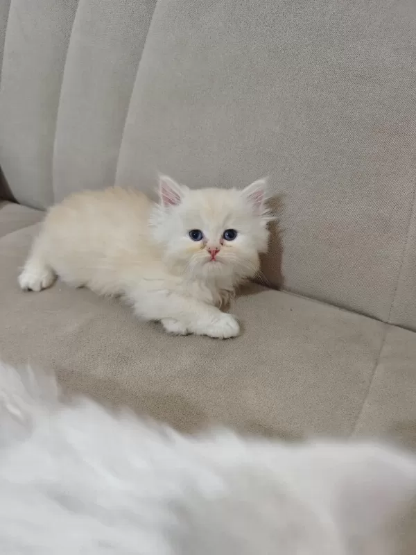 Safkan Babadan British Longhair Erkek