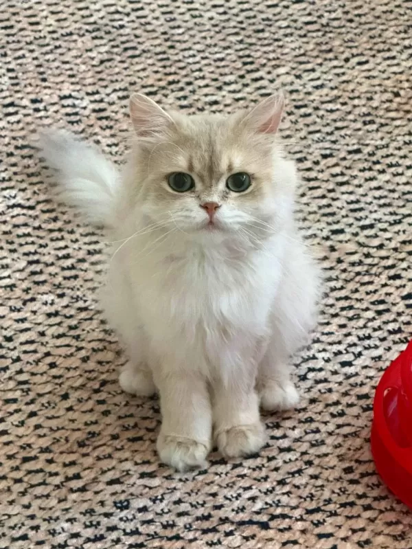 Safkan Babadan British Longhair Erkek