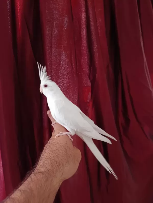 4 Aylık Erkek Yavru Sultan Papağanı