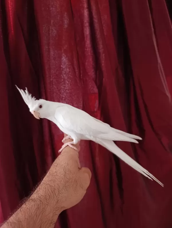 4 Aylık Erkek Yavru Sultan Papağanı