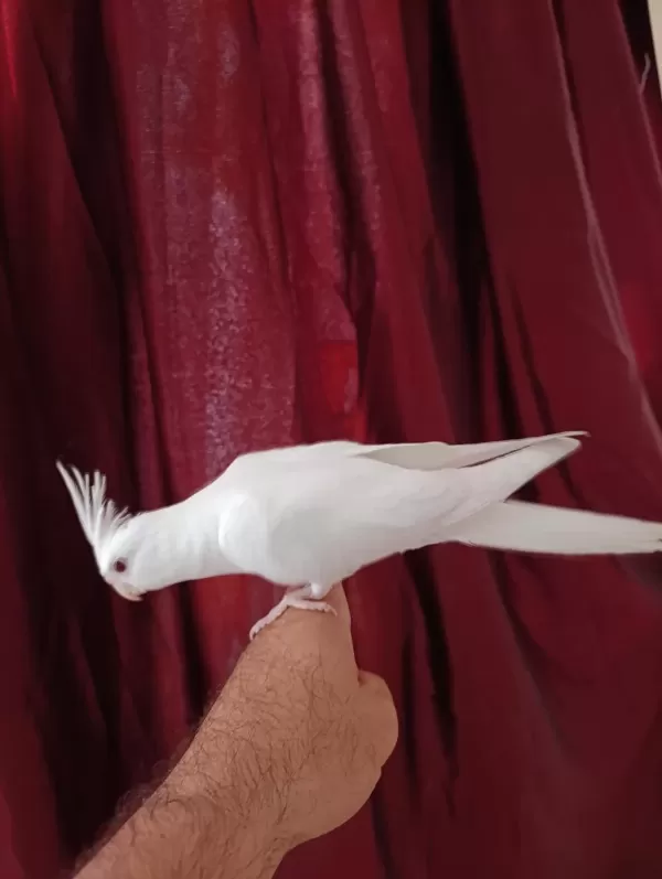 4 Aylık Erkek Yavru Sultan Papağanı