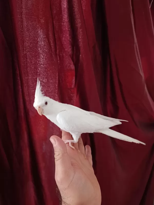 4 Aylık Erkek Yavru Sultan Papağanı