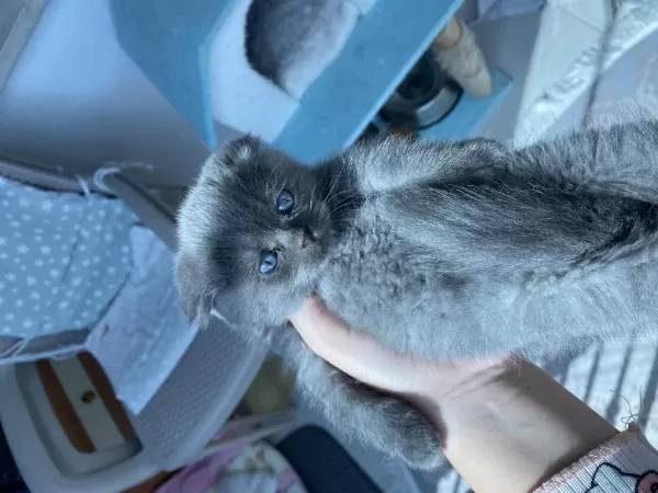 2 Aylık Dişi Scottish Fold Kedisi