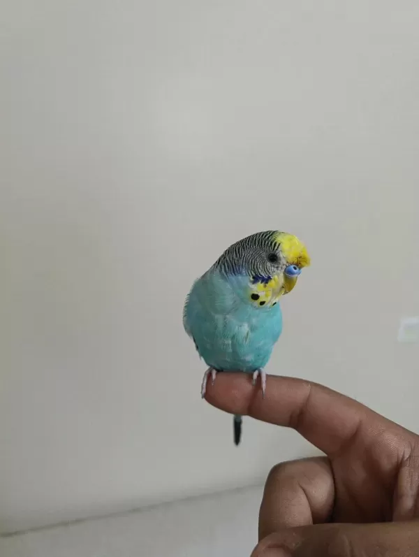 6 Aylık Konuşan Erkek Muhabbet Kuşu