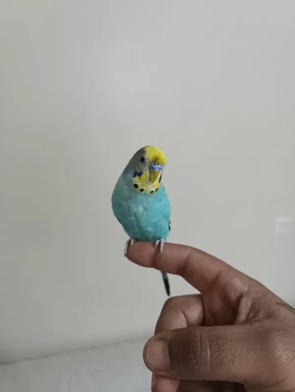 6 Aylık Konuşan Erkek Muhabbet Kuşu