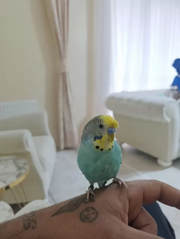 6 Aylık Konuşan Erkek Muhabbet Kuşu
