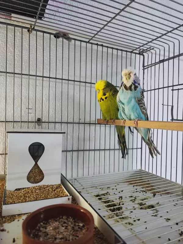 Vasifli Show Jumbo Muhabbet Kuşu Takimlar