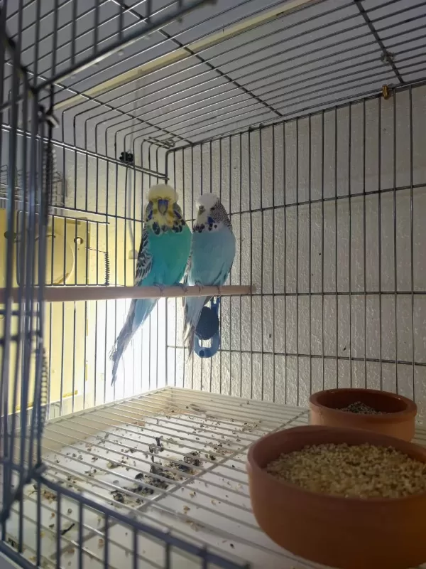 Vasifli Show Jumbo Muhabbet Kuşu Takimlar