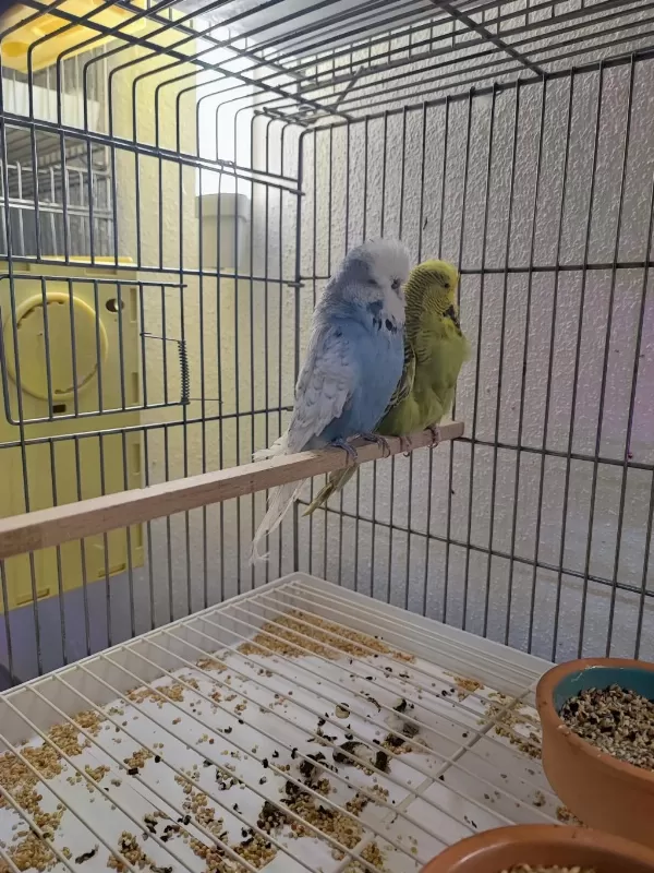 Vasifli Show Jumbo Muhabbet Kuşu Takimlar