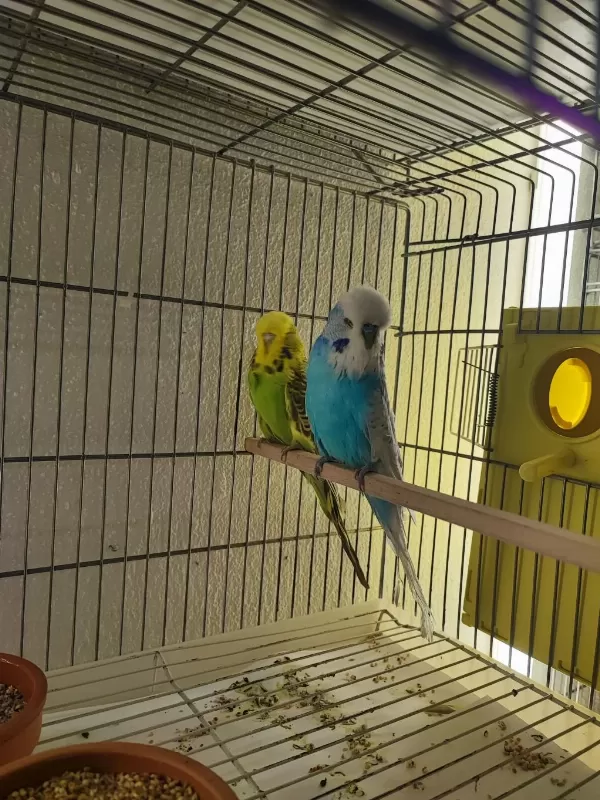 Vasifli Show Jumbo Muhabbet Kuşu Takimlar