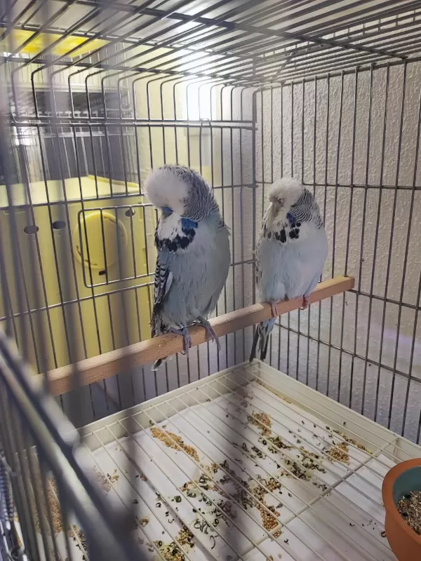 Vasifli Show Jumbo Muhabbet Kuşu Takimlar